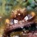 crab_clinging_banded_dome_nwp_h_0390_tci2343.jpg
